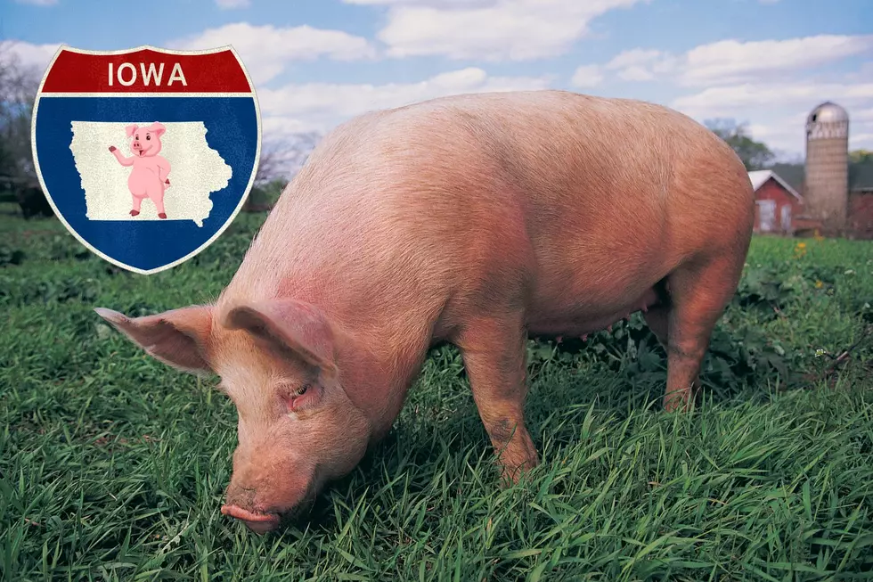 Massive Pork Project: They’re Hogging Up Iowa and Bringing Home the Bacon
