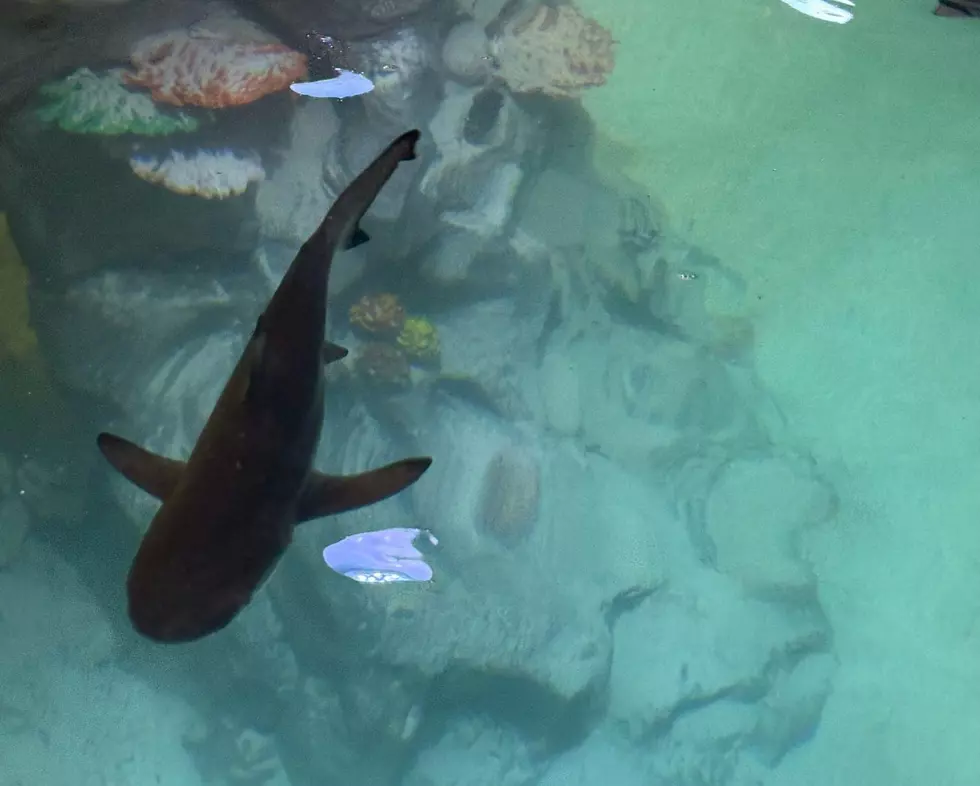Iowa Zoo Facing Cruelty Allegations After the Death of a Shark