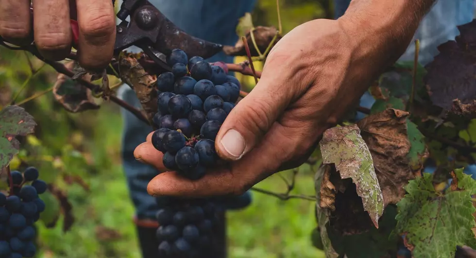 Take a Tour of the Newly Opened Lubben Winery in Anamosa!