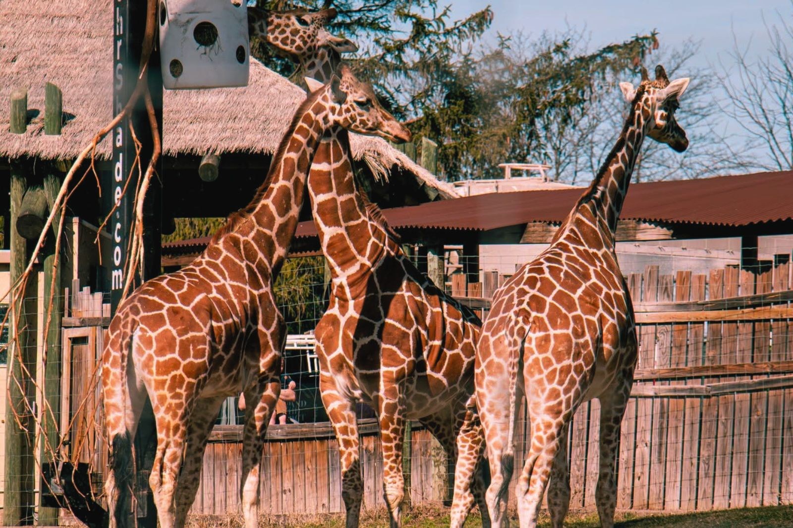The Blank Park Zoo’s Biggest Baby Watch Ever Is Underway!