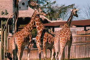 The Blank Park Zoo’s Biggest Baby Watch Ever Is Underway!