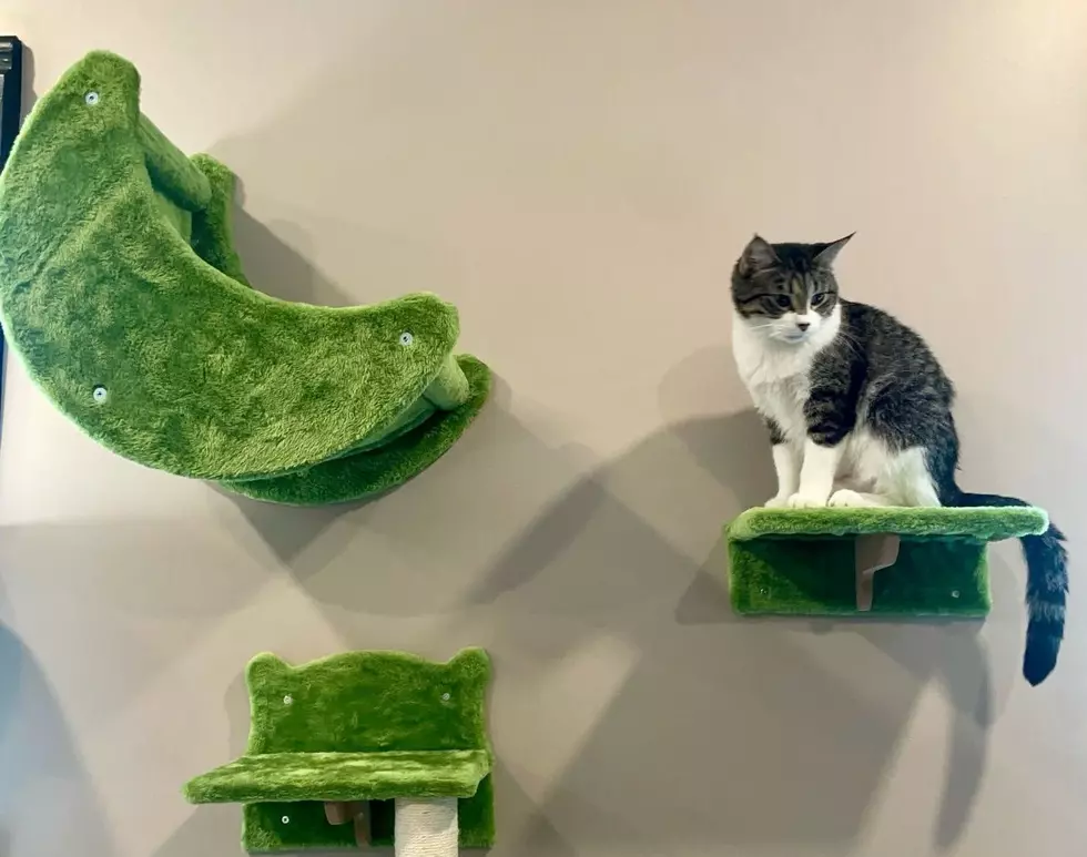 New Marion Cat Cafe to Host Grand Opening This Weekend