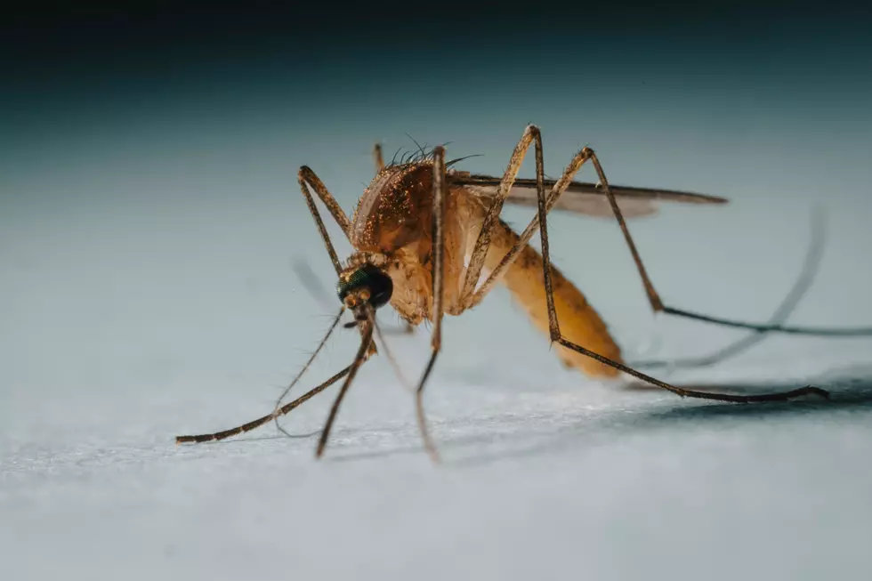 Iowa’s First Case of West Nile Virus in 2026 Confirmed