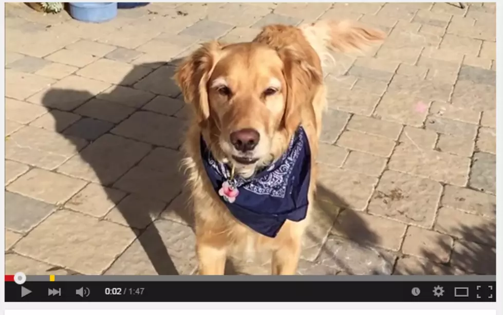 This Dog Has A Tough Time Catching Food