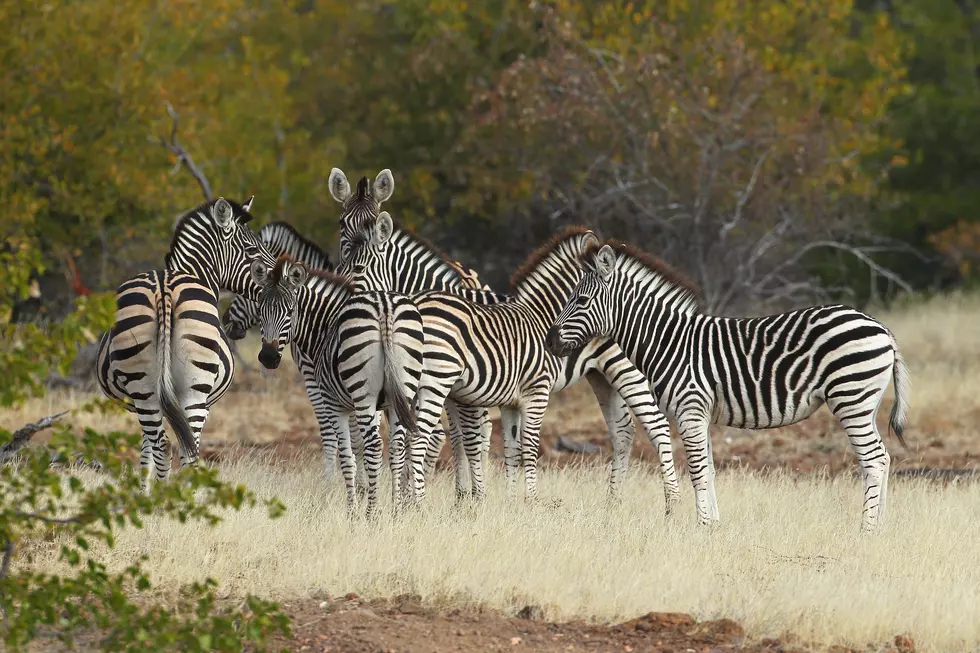 System Of A Zebra Revealed In Latest BBC &#8216;Walk On The Wild Side&#8217; [VIDEO]