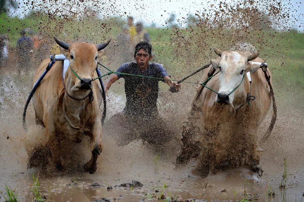 Cow Crap-Powered Buses are a High-Speed Gas [VIDEO]