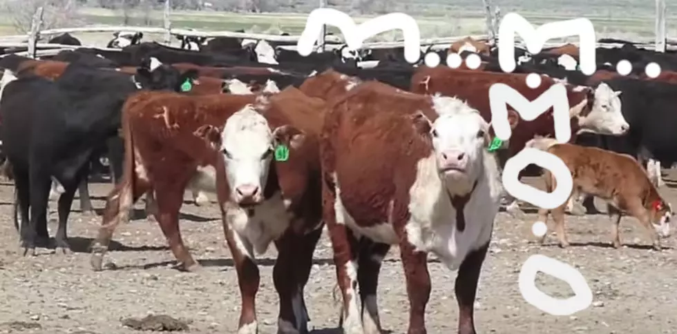 These Cows are about to Die So Let&#8217;s Auto-Tune Their Mooing to Soften the Fatal Blow [VIDEO]