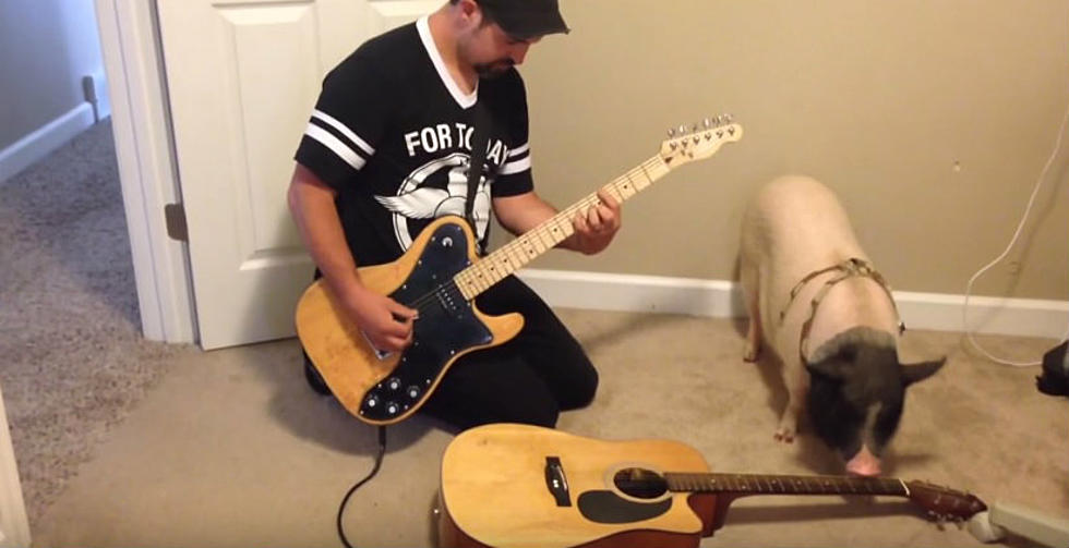 While I Prepare My Belly for Baconfest I Had No Idea Pigs Could Play Guitar [VIDEO]