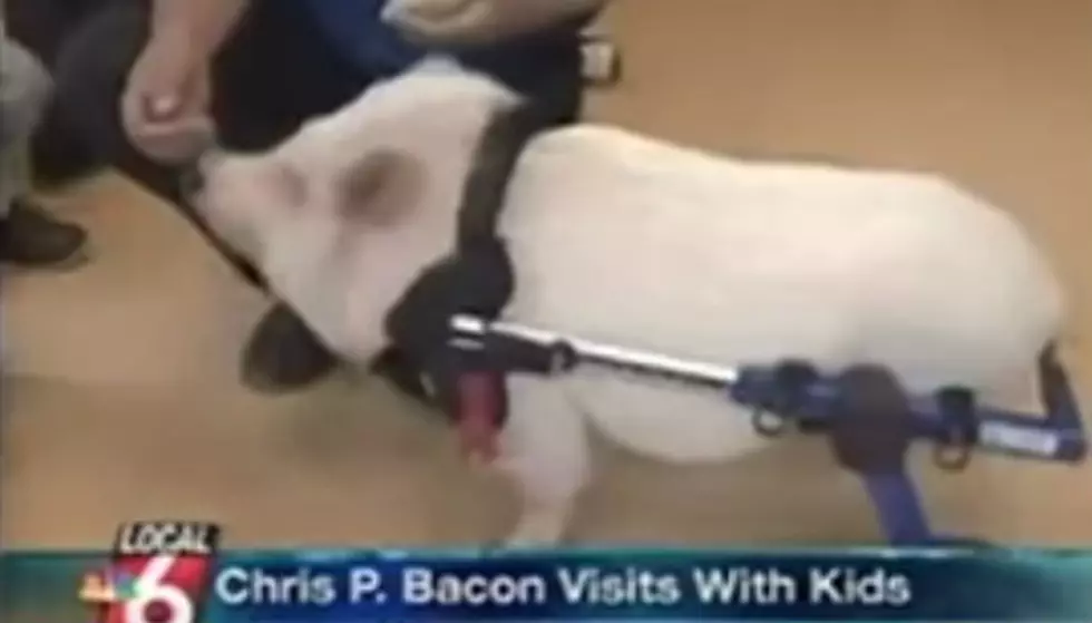 A News Anchor’s Laugh Attack for Chris P. Bacon Puts Me in the Mood for Baconfest Saturday [VIDEO]