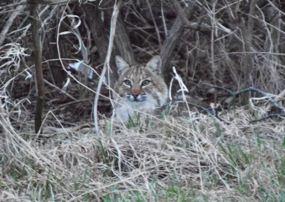 Bobcat Sightings in Iowa Becoming More Common [PHOTO]