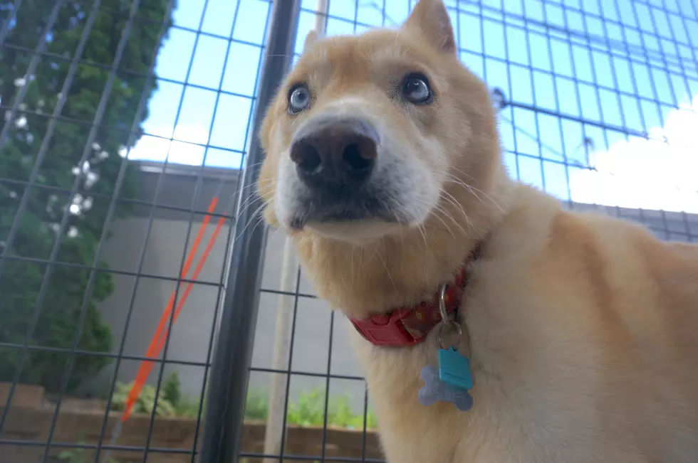 Adopt a Dog [VIDEO]