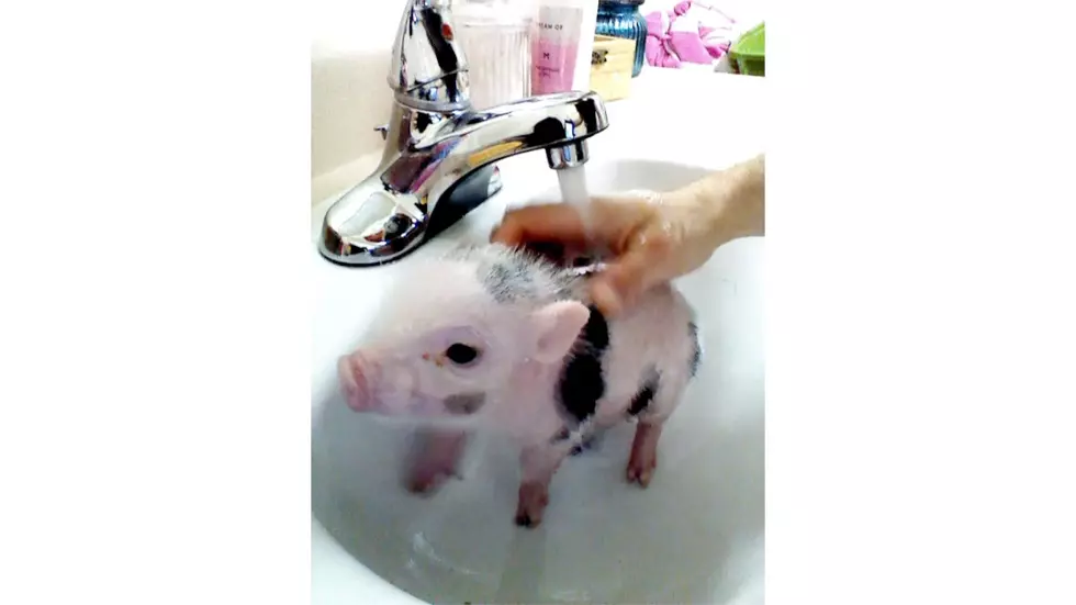 Baby Pig Gets a Bath in the Sink