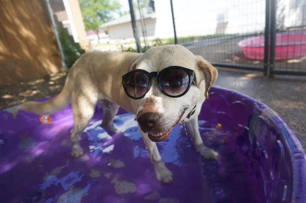 Adoptable Dog in Cedar Rapids Fills Her Own Baby Pool