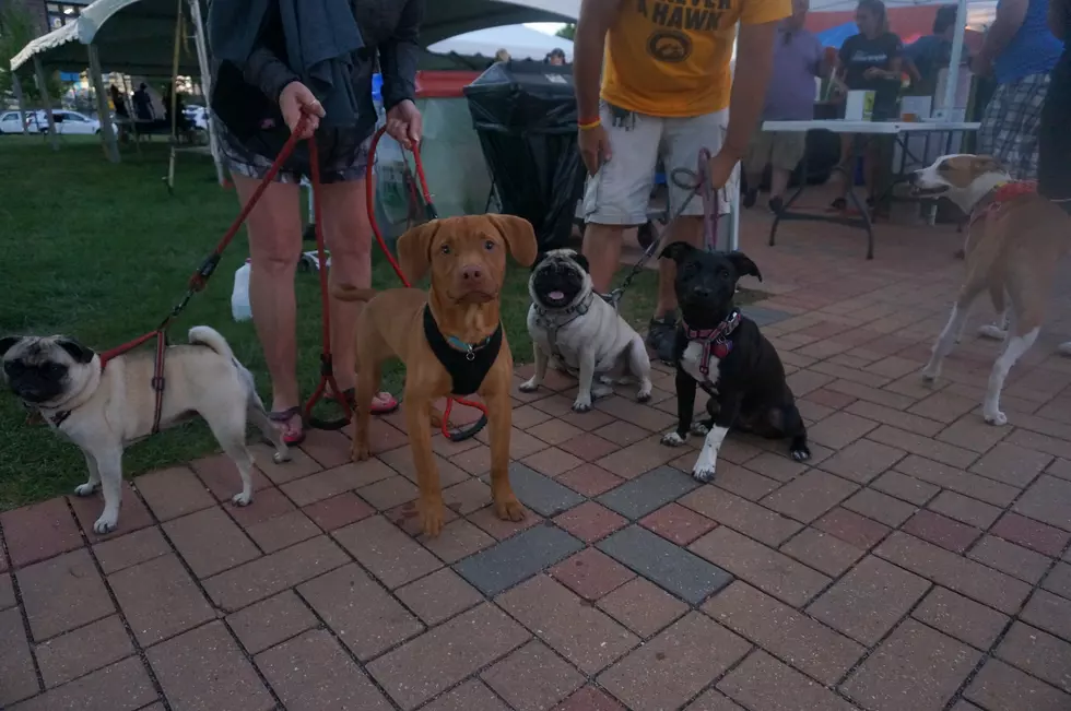 Live at Last Hope Animal Rescue's Barks and Brew [Part 2]