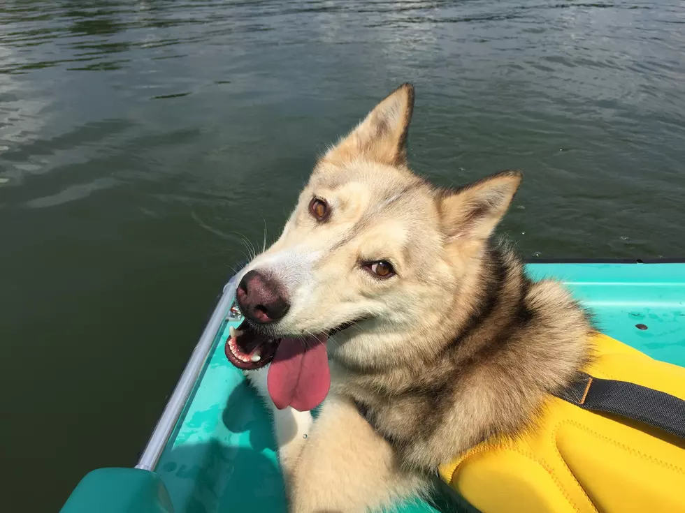 Adoptable Husky Rilee Swims at Lake Macbride [VIDEO]