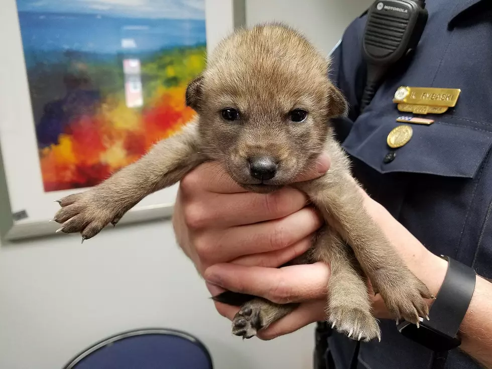 Very Different Kind of Puppy Found Along Busy Road