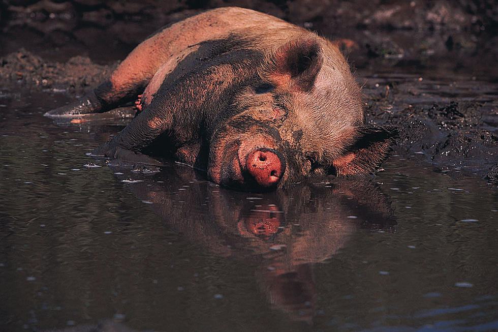 Rotting Smell Of Dead Pigs Holds Iowa Town “Hostage”