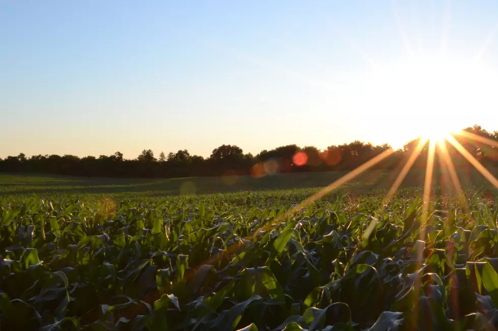 Iowa Fact or Myth: Corn Makes it More Humid