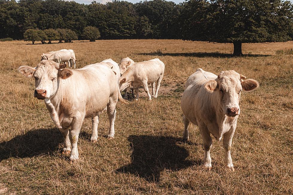 Holy Cow! Is There Really More Cattle Than Humans in Iowa?