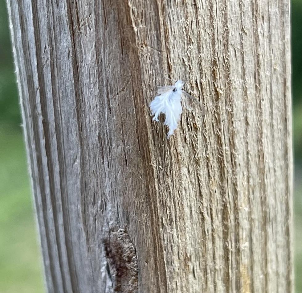 What Are These Fluffy Little Bugs are Popping Up in the C.V.?