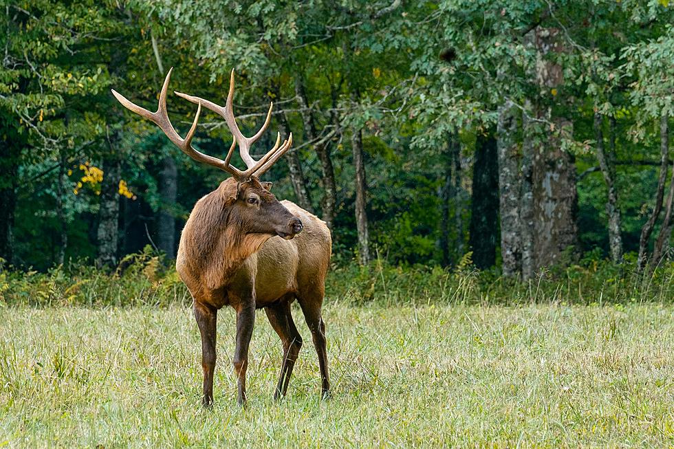 It&#8217;s a Plague: Crazy Deer Are Killing Iowans Every Year