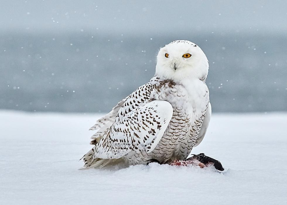 A Bird Rarely Seen in Iowa Has Decided to Visit Cedar Rapids This Year