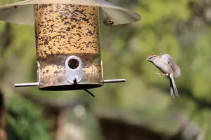 Friendly Reminder If You&#8217;re Feeding Birds in Iowa; Please Stop