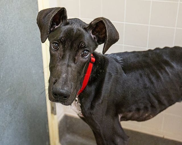 Starving, Thirsty, 44-Pound Great Dane Rescued in Iowa photo