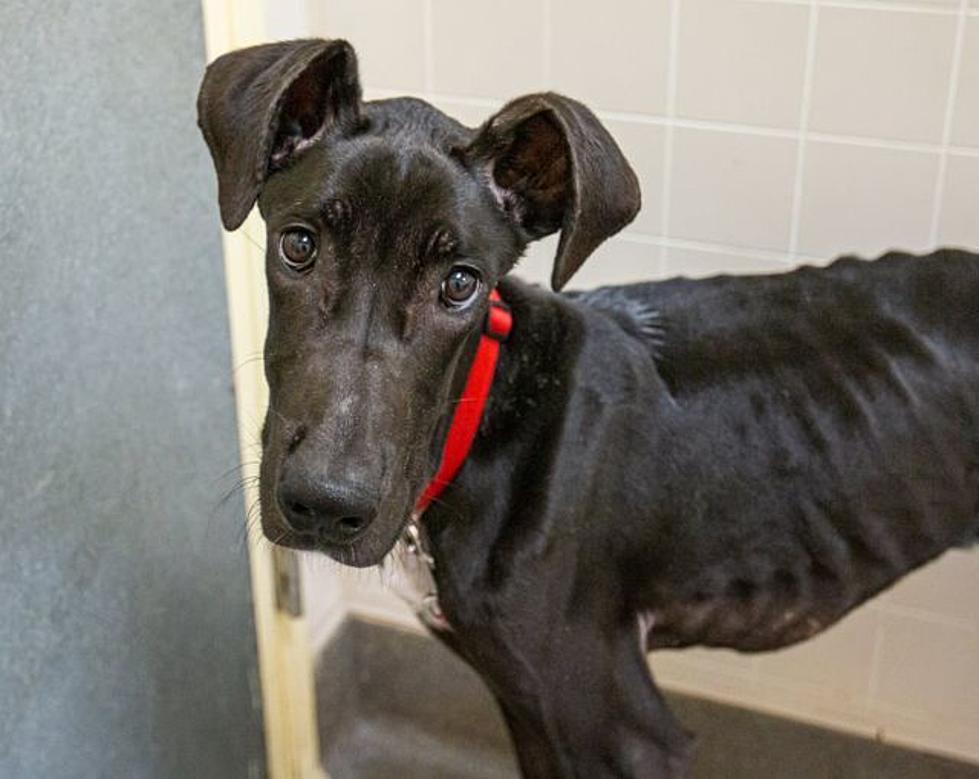 Starving Thirsty 44 Pound Great Dane Rescued In Iowa