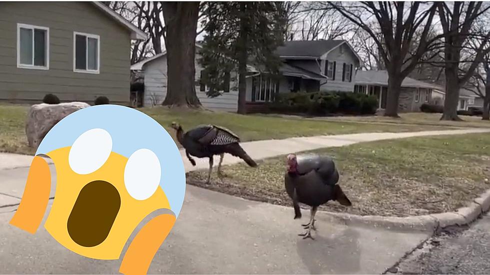 Revenge of the Birds: Turkeys Flee Police, Peck Cars in Des Moines