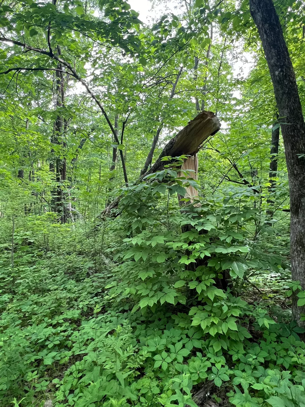Credit: Tom Drake | The first blowdown we saw on the trail and not the last either. In fact, falling trees could have been a theme this weekend.