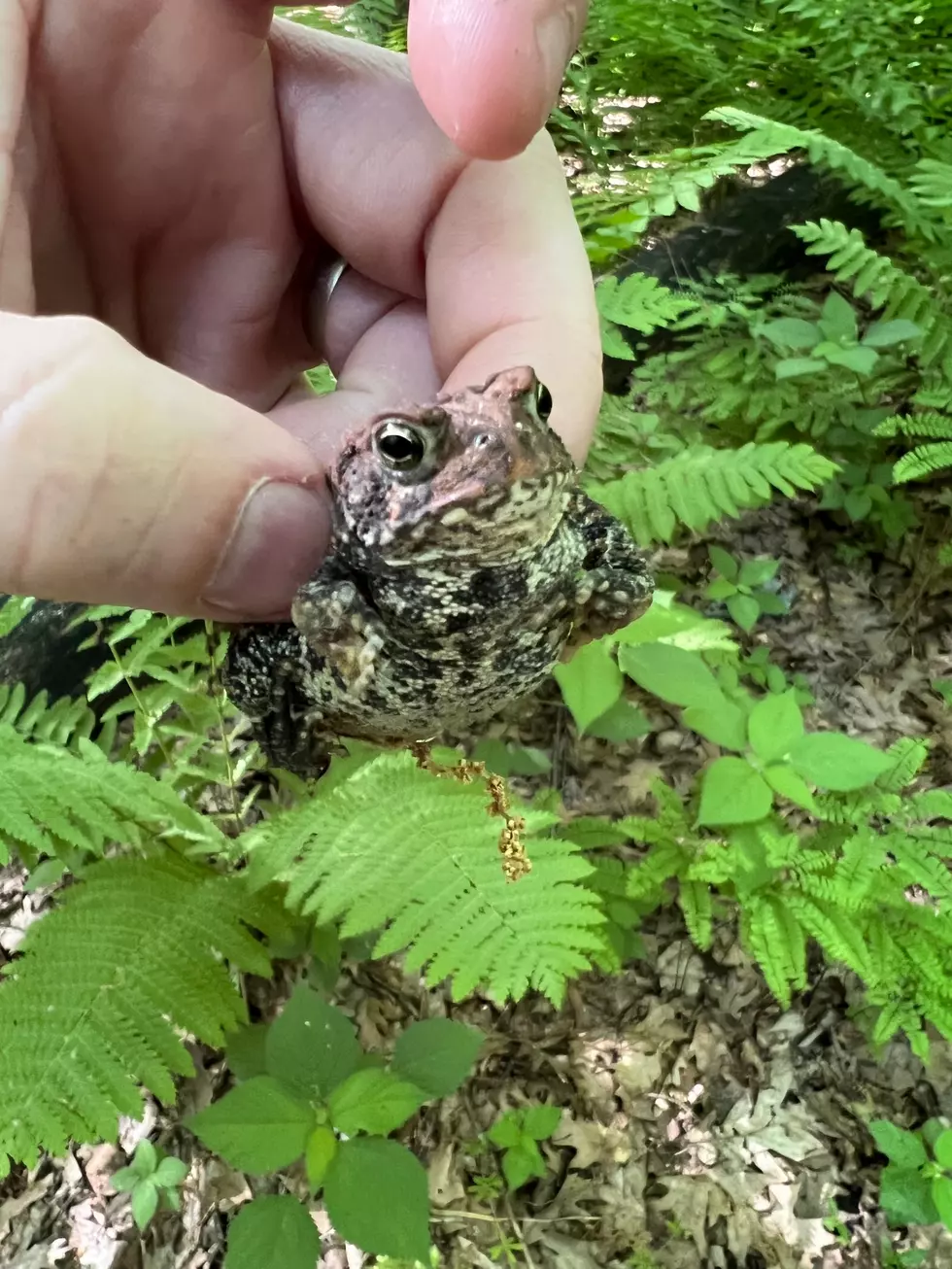 Credit: Tom Drake | I love finding these little guys!