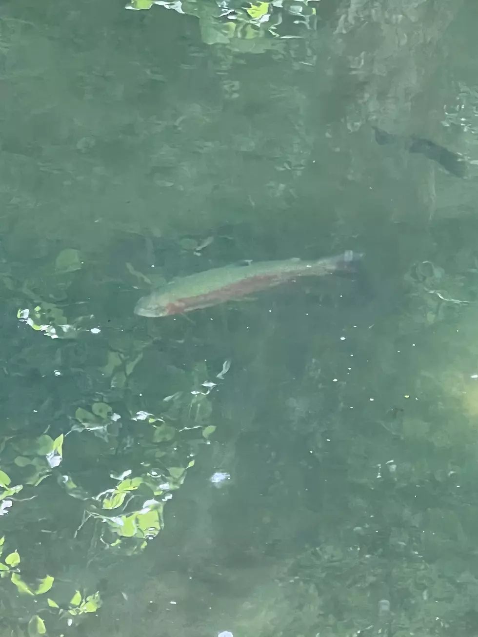 Credit: Tom Drake | A large brook trout.