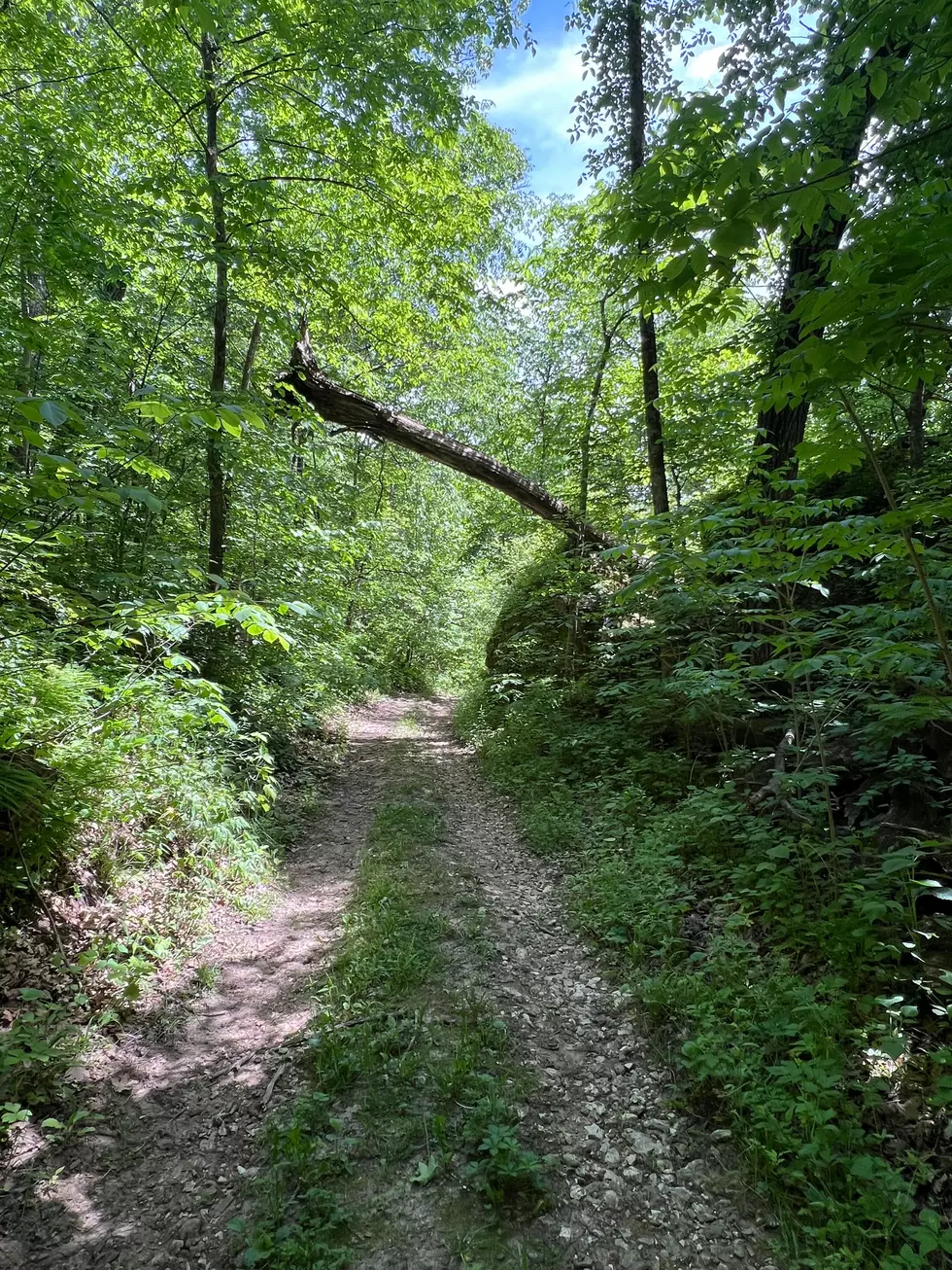 Credit: Tom Drake | This tree was wedged between two rocky outcroppings and hung precariously above the trail.
