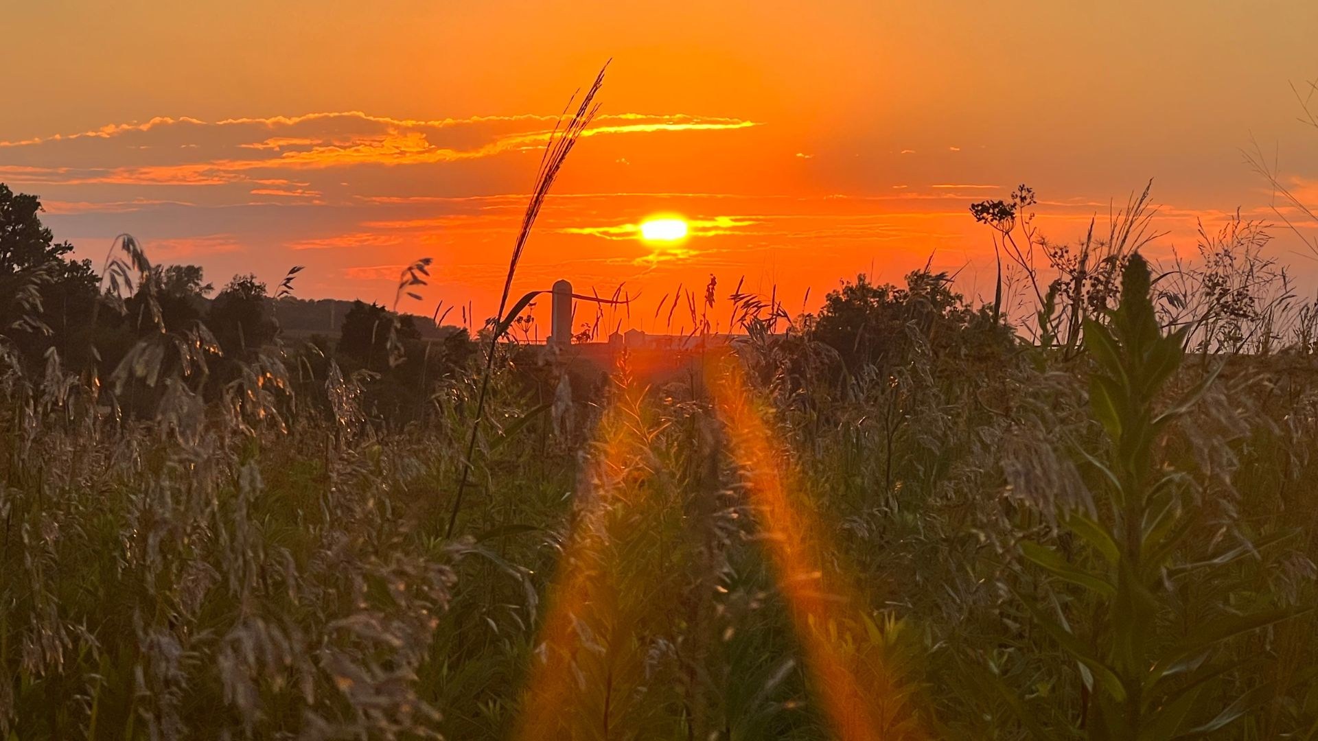 Iowa Prairie Trail Leads to Hidden-Gem Pond and Sunflower Plot
