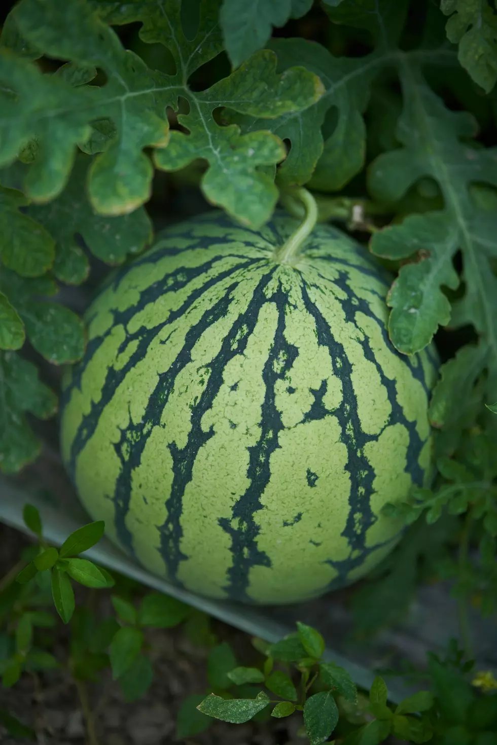 Credit: Unsplash / tian dayong | Not Ripe or Ready to pick.