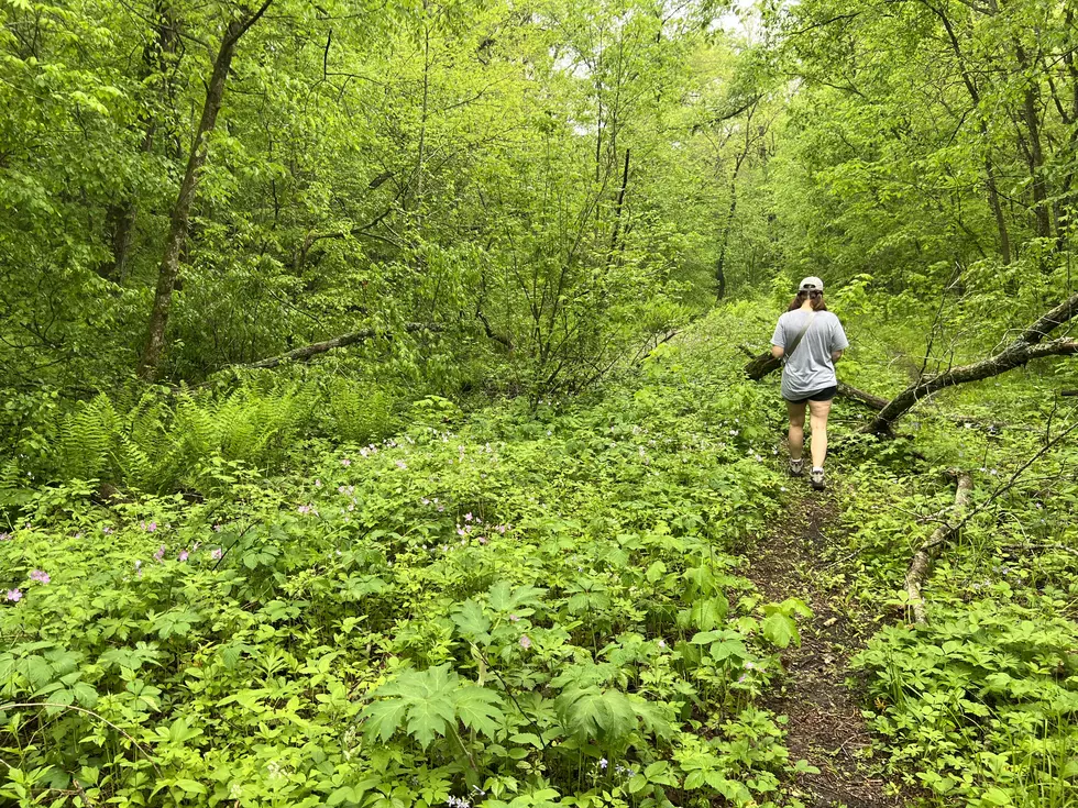 Credit: Tom Drake | Taken at White Pine Hollow. Another Iowa state forest worth visiting.