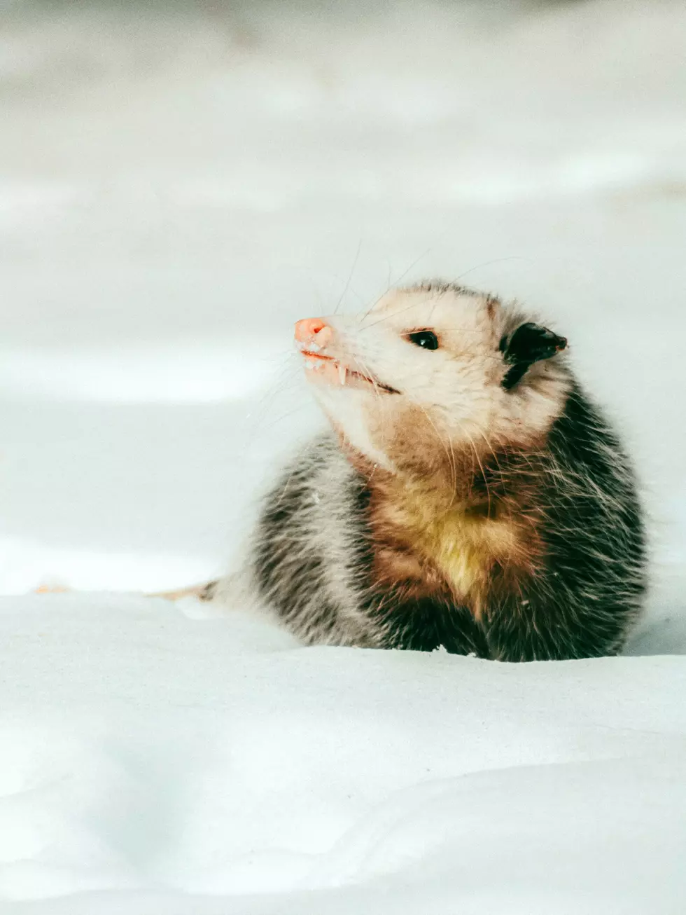 Credit: Unsplash / Linus Belanger