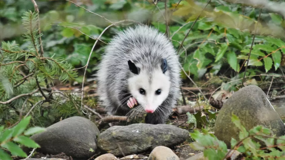 10 Cool Facts About Iowa's Weirdest Yard Visitor