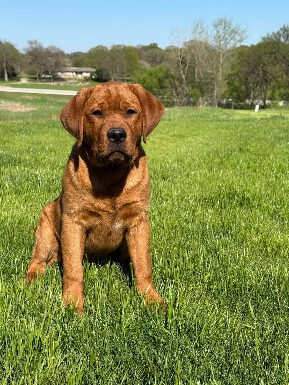 Credit: Response Paws of Iowa