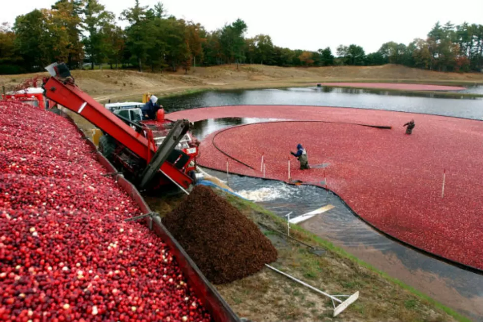 What WILL you do with ALL those Cranberries???