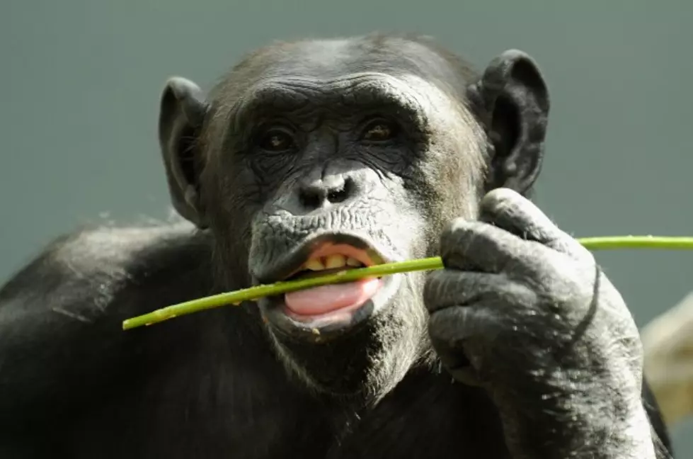 It&#8217;s Official, Chimps Don&#8217;t Have The Same Rights As Humans