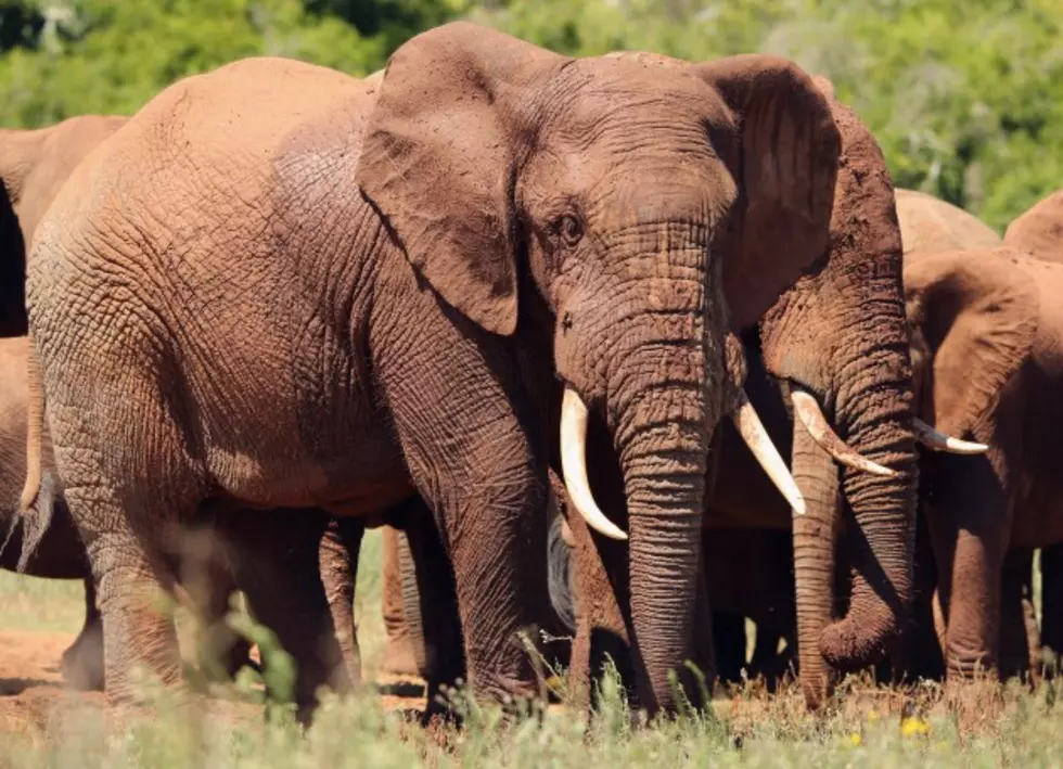 Elephants Need Some Lovin&#8217; Too [VIDEO]