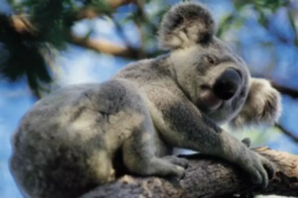 MUST SEE - Baby Koala's Wrestling [VIDEO]