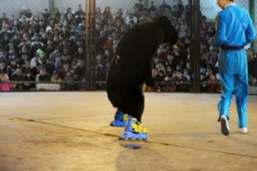 Black Bear Walks on Two Legs and It is Really Weird &#8230; Like Really Weird [VIDEO]