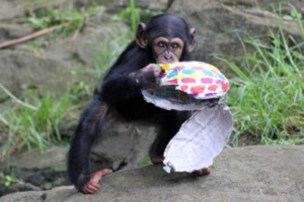 Chimps Can Cook?  [VIDEO]