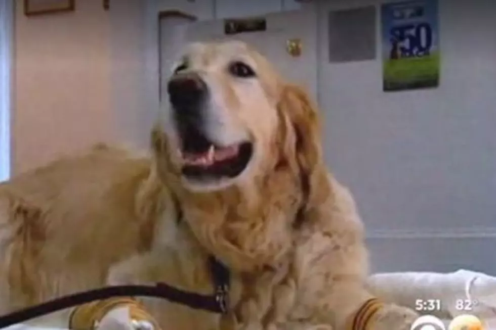 Brewster Dog &#8216;Figo&#8217; Saves Blind Owner By Jumping in Front of Bus