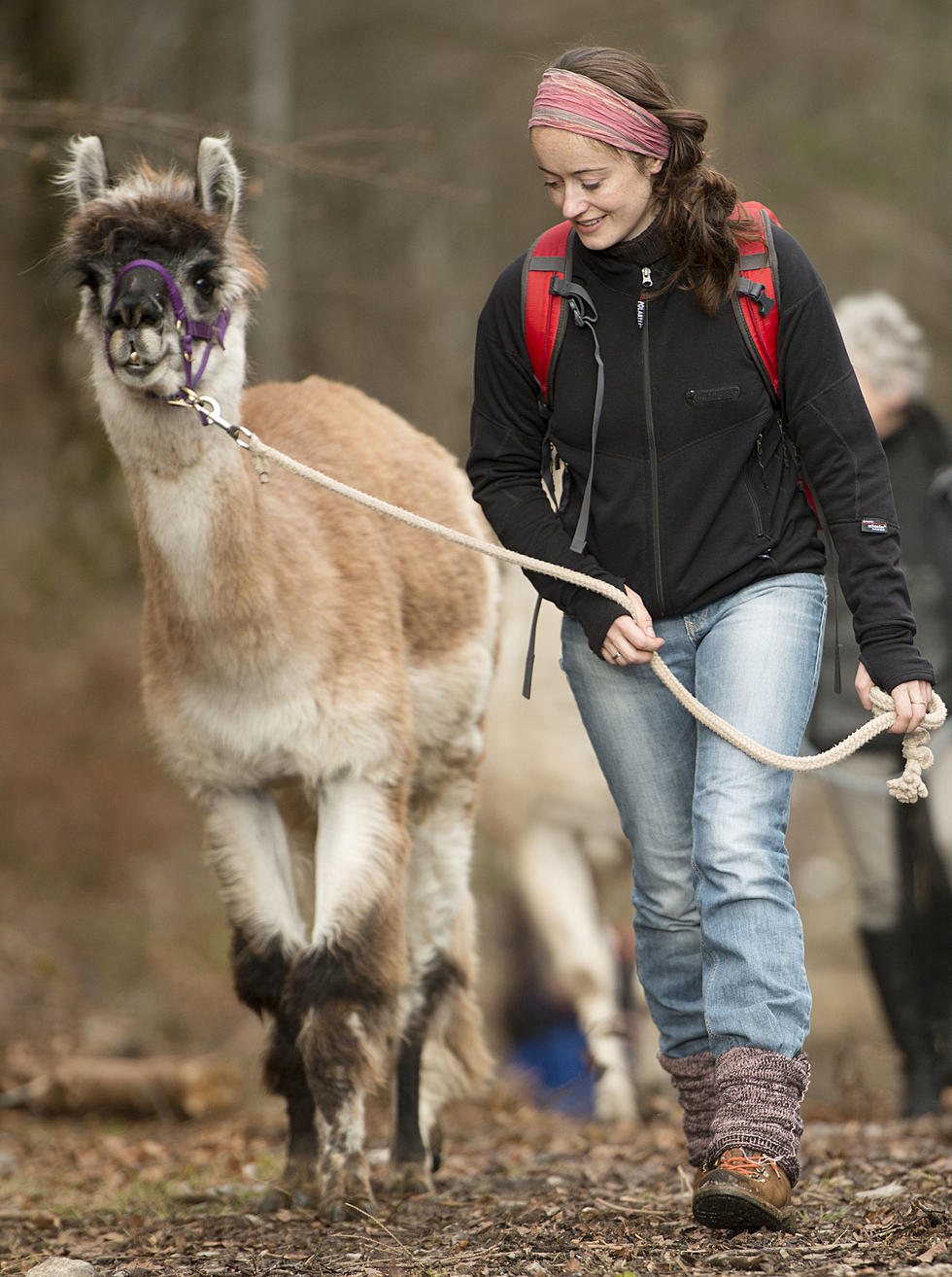 Want to Take a Walk With a Llama? You Can in Connecticut … It’s a Thing!