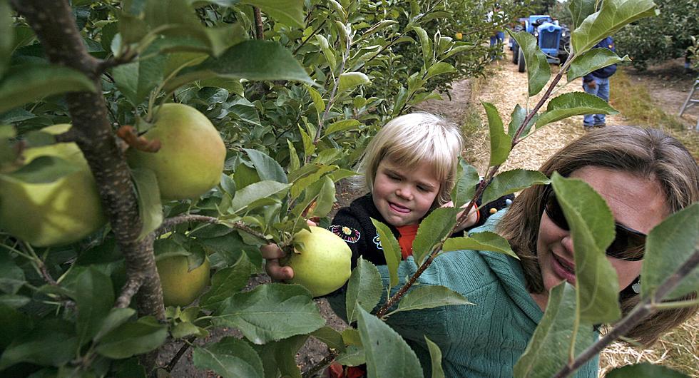 21 Places to Pick Apples and Late Summer Fruit in New York, Connecticut