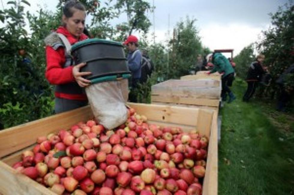 Apple Picking Season is Here, and I Am Not Happy About It [VIDEO]